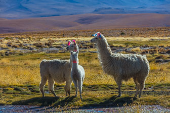 Atacama and Altiplano