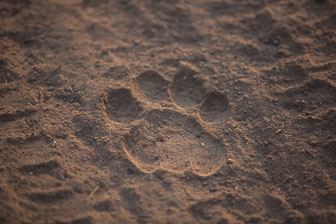 Mashatu Game Reserve _60A1151.jpg