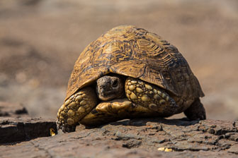 Mashatu Game Reserve _60A1163.jpg