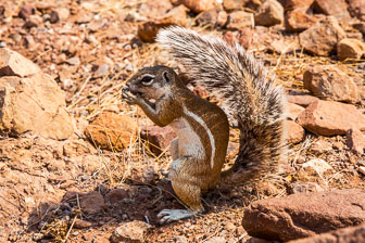 Damaraland Camp _60A1493.jpg