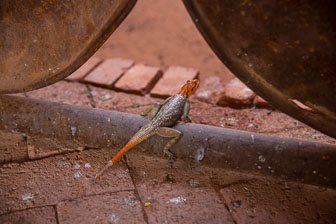 Damaraland Camp _60A1497.jpg