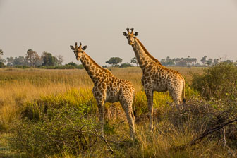 Tubu Tree Camp _60A1867.jpg