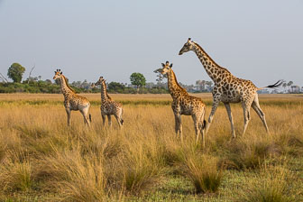 Tubu Tree Camp _60A1873.jpg