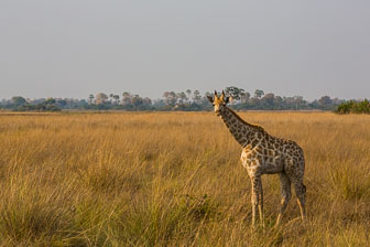 Tubu Tree Camp _60A1881.jpg
