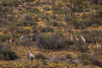 Tubu Tree Camp _60A1914.jpg