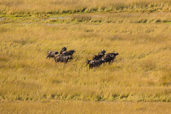 Tubu Tree Camp _60A1933.jpg