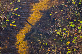 Tubu Tree Camp _60A1947.jpg