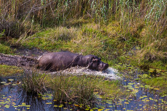 Tubu Tree Camp _60A1962.jpg