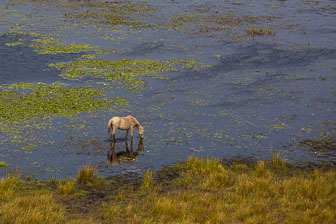 Tubu Tree Camp _60A2089.jpg