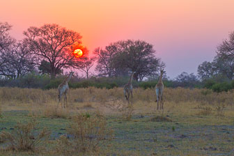 Selinda Camp _60A2259.jpg