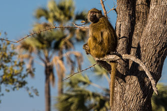 Chitabe Camp _B5P2811.jpg