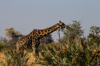 Chitabe Camp _B5P2862.jpg