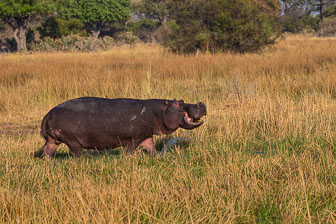 Chitabe Camp _B5P3014.jpg