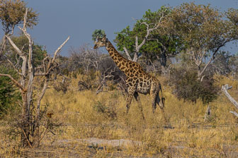 Chitabe Camp _B5P3020.jpg