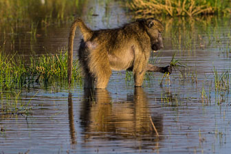 Chitabe Camp _B5P3176.jpg