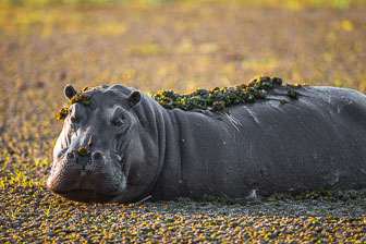 Chitabe Camp _B5P3180.jpg