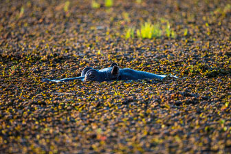 Chitabe Camp _B5P3189.jpg