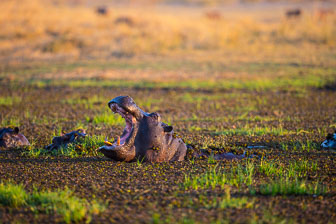 Chitabe Camp _B5P3221.jpg