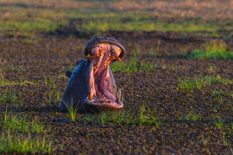 Chitabe Camp _B5P3270.jpg