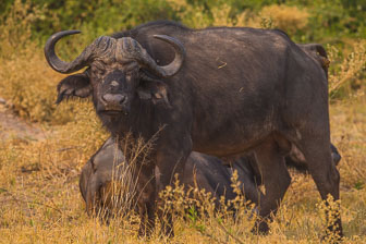 Duba Plains Camp _B5P3545.jpg
