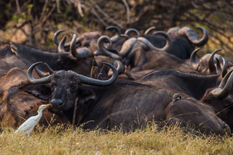 Duba Plains Camp _B5P3556.jpg