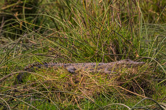 Duba Plains Camp _B5P3604.jpg