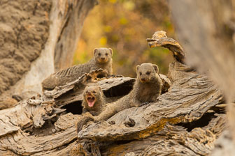 Duba Plains Camp _B5P3666.jpg