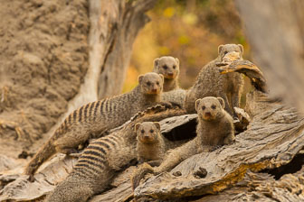 Duba Plains Camp _B5P3672.jpg