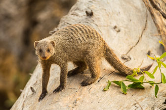 Duba Plains Camp _B5P3676.jpg