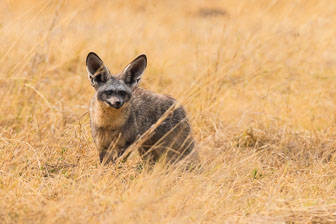 Duba Plains Camp _B5P3773.jpg
