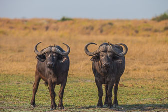 Duba Plains Camp _B5P3963.jpg