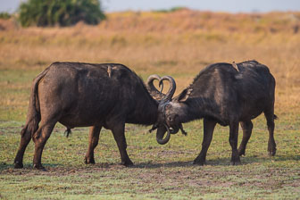 Duba Plains Camp _B5P3977.jpg