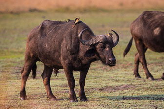 Duba Plains Camp _B5P3981.jpg