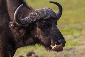 Duba Plains Camp _B5P3983.jpg