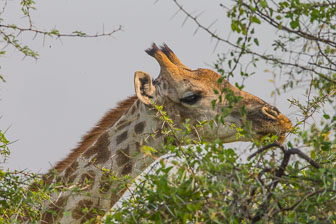 Tubu Tree Camp _B5P4084.jpg