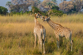 Tubu Tree Camp _B5P4093.jpg