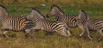 Tubu Tree Camp _B5P4113.jpg