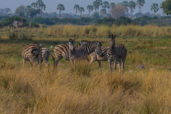 Tubu Tree Camp _B5P4122.jpg