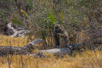 Tubu Tree Camp _B5P4178.jpg