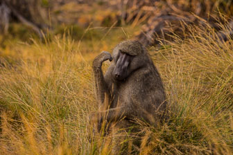 Tubu Tree Camp _B5P4190.jpg