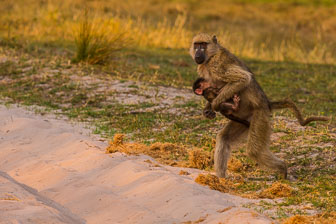 Tubu Tree Camp _B5P4192.jpg
