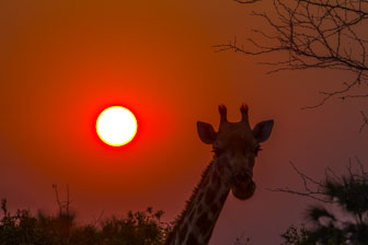 Tubu Tree Camp _B5P4263.jpg