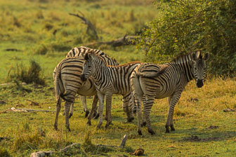 Tubu Tree Camp _B5P4294.jpg
