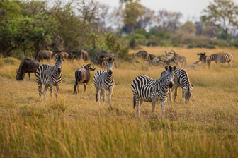 tubu Tree Camp _B5P4310.jpg
