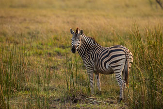 tubu Tree Camp _B5P4311.jpg