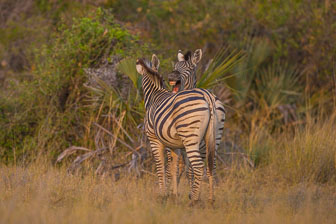 tubu Tree Camp _B5P4351.jpg