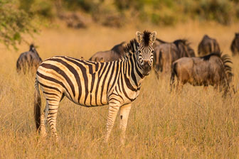 tubu Tree Camp _B5P4356.jpg