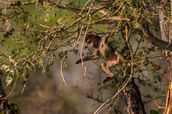 tubu Tree Camp _B5P4406.jpg