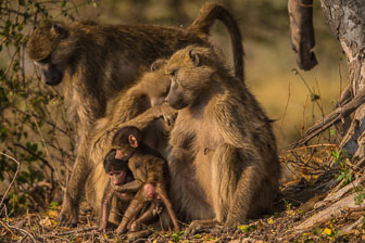 tubu Tree Camp _B5P4408.jpg