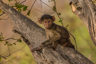 tubu Tree Camp _B5P4426.jpg